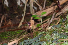 Corybas puniceus