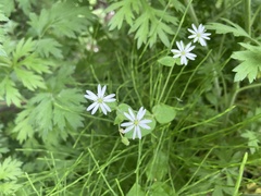 Stellaria vestita