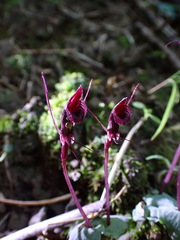 Corybas puniceus