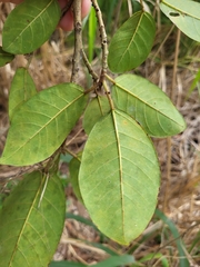 Ficus trigonata