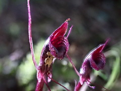 Corybas puniceus