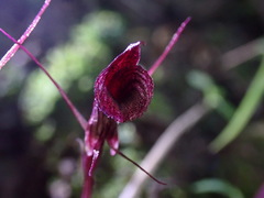Corybas puniceus