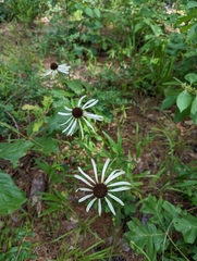Echinacea sanguinea