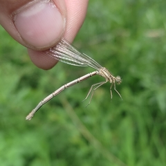 Platycnemis pennipes