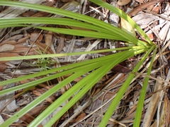 Carex bermudiana