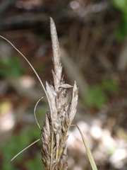 Carex bermudiana