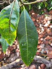 Cordia laevigata