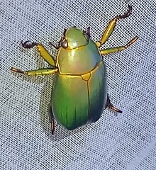 Chrysina luteomarginata