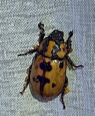 Cyclocephala mafaffa