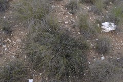 Heterolepis peduncularis