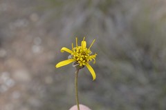 Heterolepis peduncularis