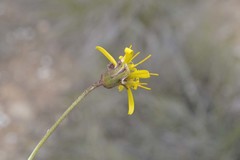 Heterolepis peduncularis