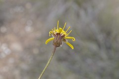 Heterolepis peduncularis