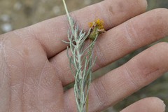 Heterolepis peduncularis