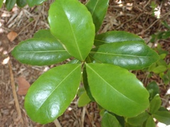Elaeodendron laneanum