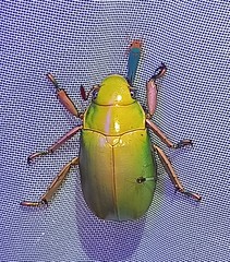 Chrysina bruyeai