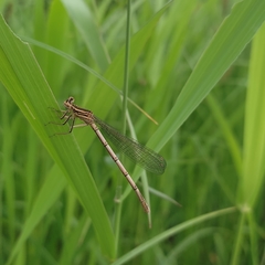 Platycnemis pennipes