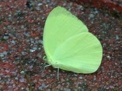 Gandaca harina distanti