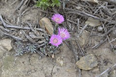 Trichodiadema gracile