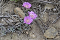 Trichodiadema gracile