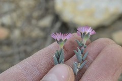 Trichodiadema gracile