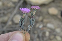 Trichodiadema gracile