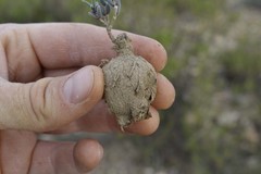 Trichodiadema gracile