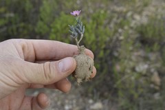 Trichodiadema gracile