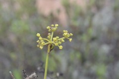 Notobubon striatum