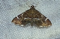 Hymenia