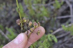 Notobubon striatum
