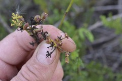 Notobubon striatum