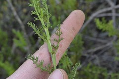 Notobubon striatum