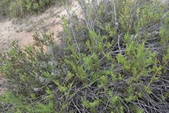 Notobubon striatum