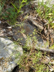 Galium tenuissimum