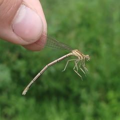 Platycnemis pennipes