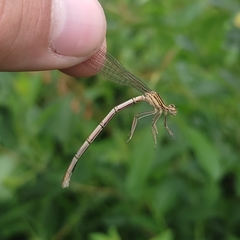 Platycnemis pennipes