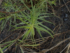 Chamaenerion dodonaei