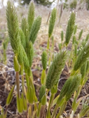 Phleum arenarium