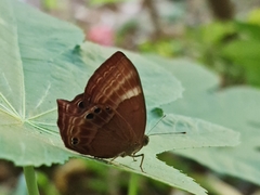 Abisara