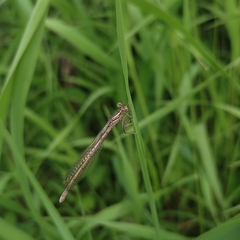 Platycnemis pennipes