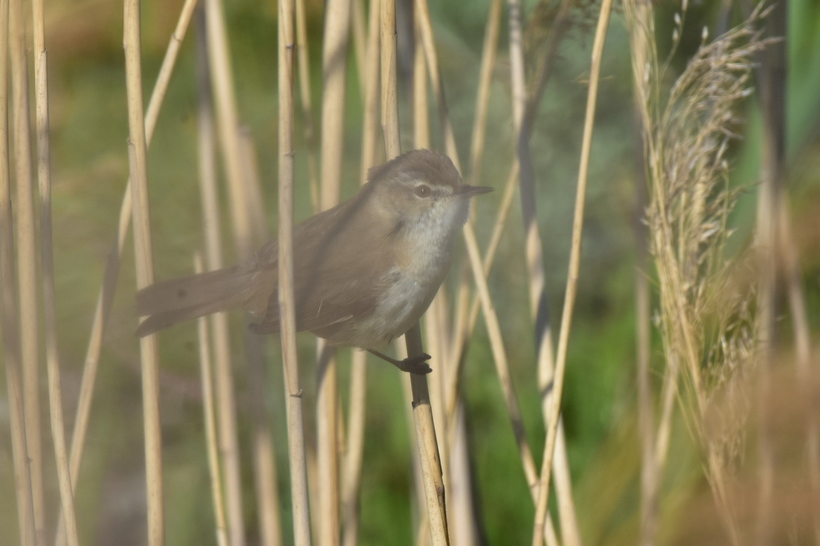 Paddyfield Warbler