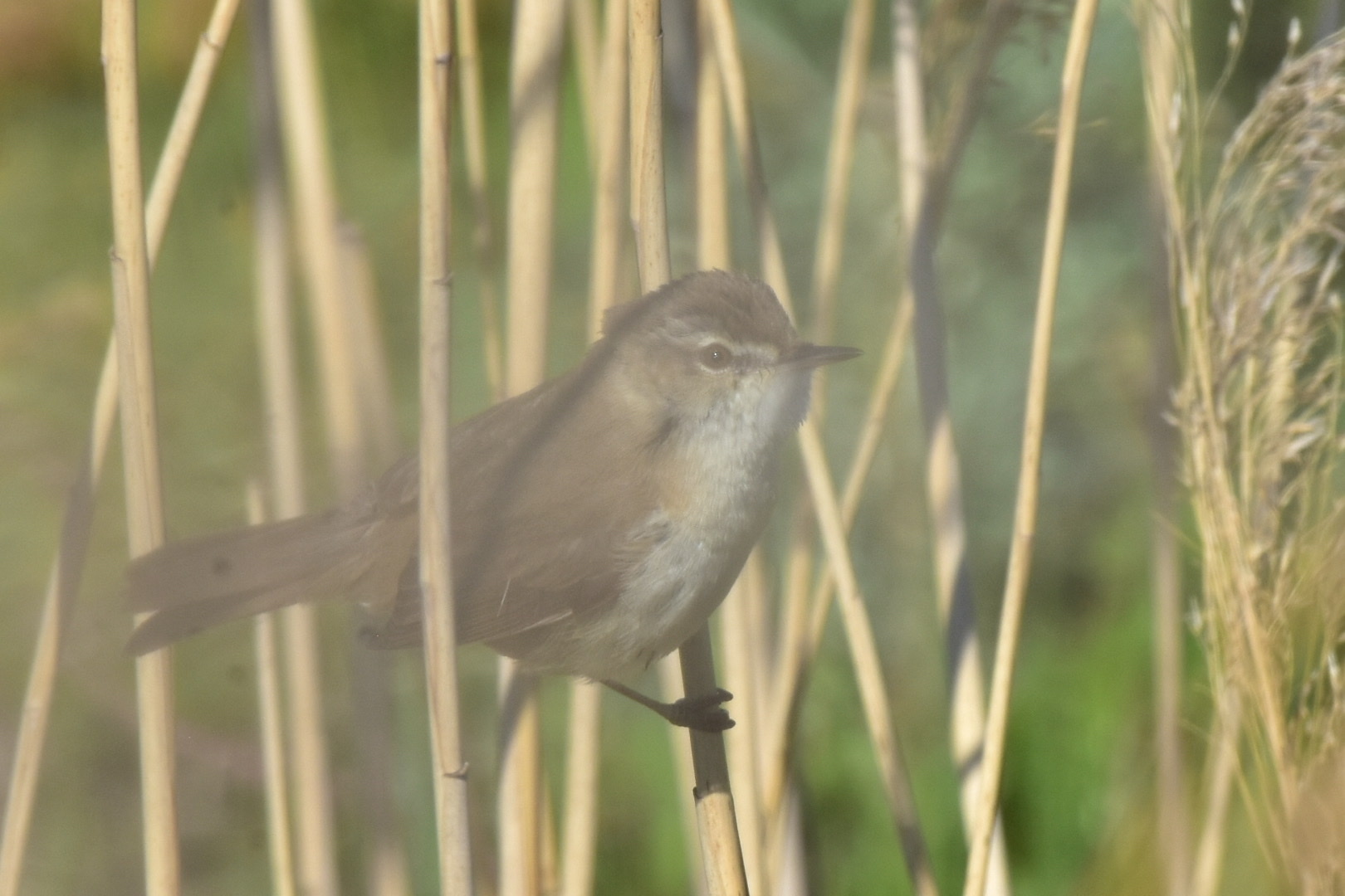 Paddyfield Warbler