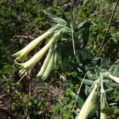 Lithospermum macromeria