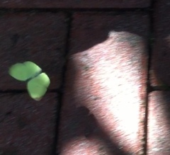 Gandaca harina distanti