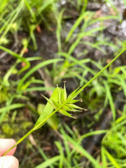 Carex lonchocarpa