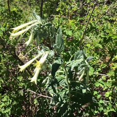 Lithospermum macromeria