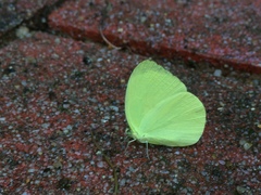 Gandaca harina distanti