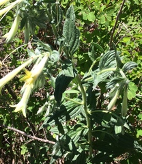 Lithospermum macromeria