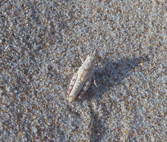 Sphingonotus imitans